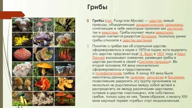 Что объединяет грибы и бактерии. Грибы царство живой природы. грибы особое царство живых организмов.