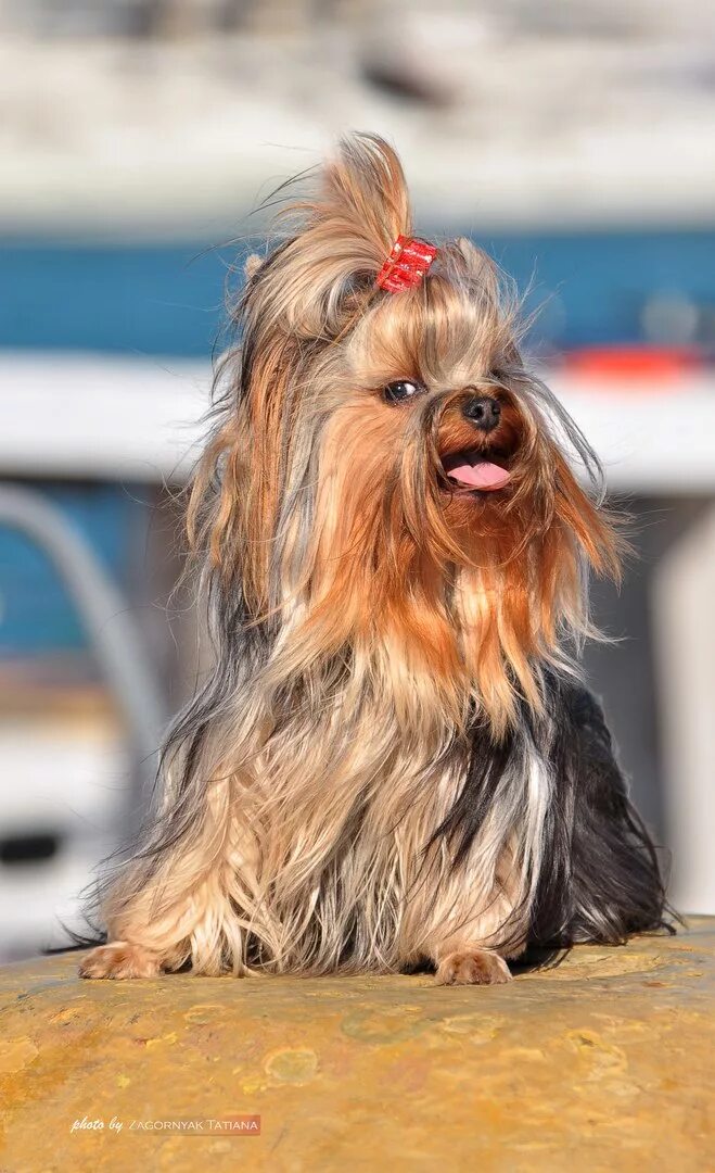 йоркширский терьер 3 кг