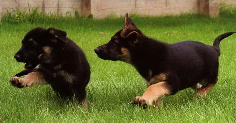 вязаная игрушка немецкая овчарка. на какой день вяжут овчарок. вязка немецкой овчарки первый раз. вязка овчарок. немецкая овчарка кобель случка.