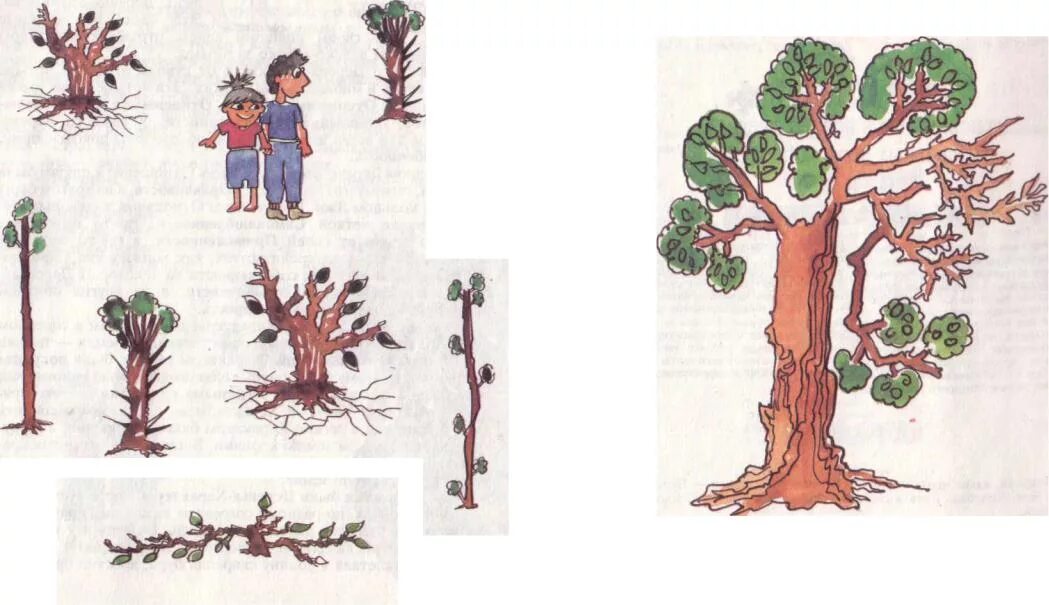 Дерево характера. Дерево характера рисунок. Дерево дерево дефектов характера. Дерево изображающий характер. Урок дерево 8 класс