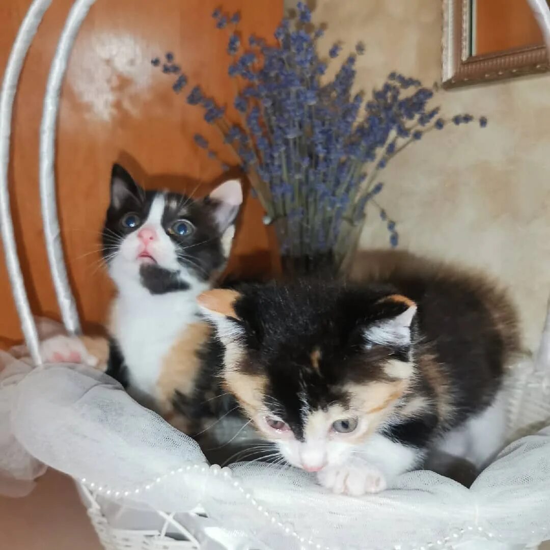 Котенок анапа авито. Котенок анапа авито. И меня котятам девочкам трехцветным. Томик кот. Котенок анапа авито.