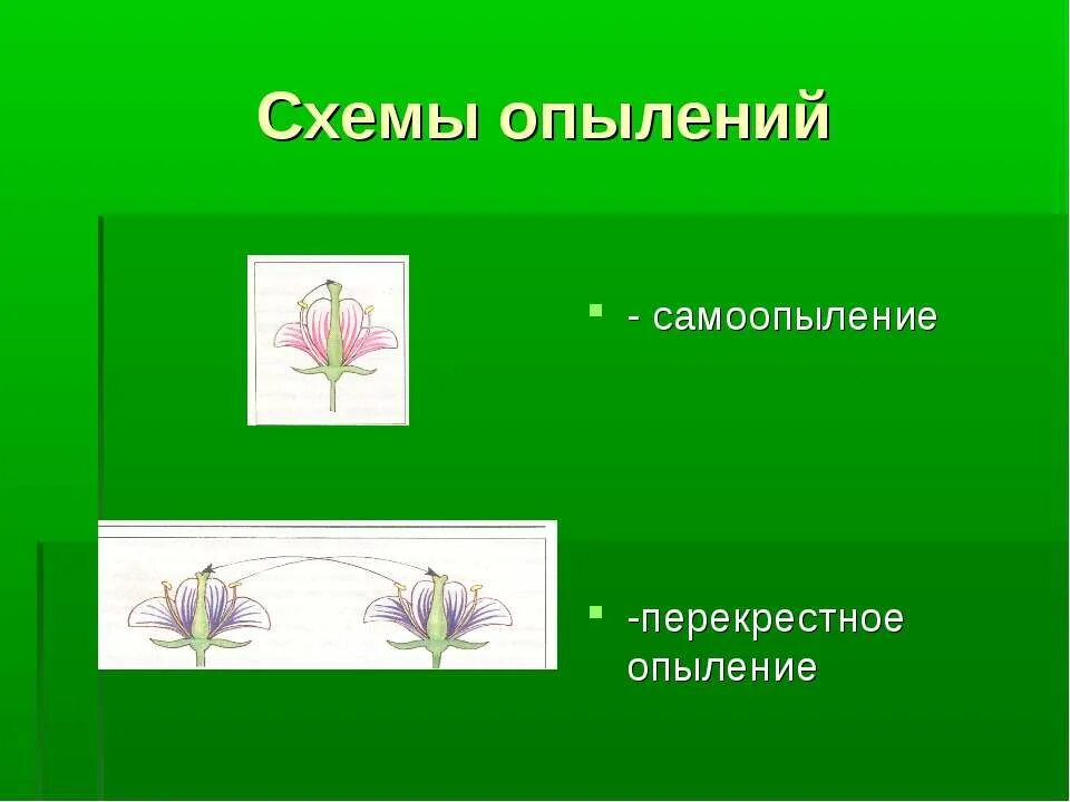 Схема перекрестного опыления. Схема самоопыления и перекрестного опыления. Схемы опыления самоопыление перекрёстное опыление. Самоопыление покрытосеменных. Схема самоопыления хвойные