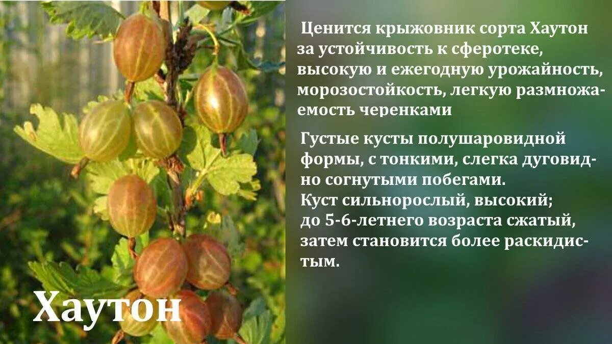 Крыжовник читать краткое содержание. Жизненная форма крыжовника. крыжовник полезные свойства. интересные факты о крыжовнике. для чего полезен крыжовник.