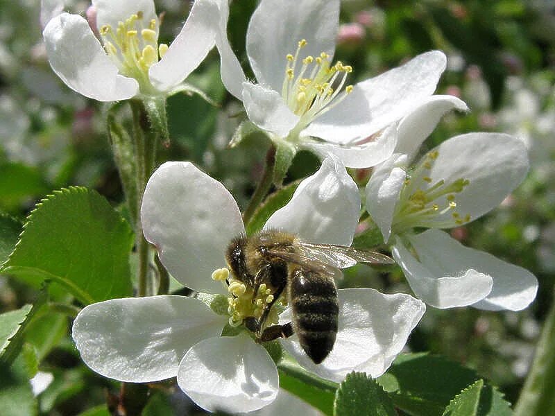 Шмель опыляет яблоню. Пчелы и яблоня. Пчела на яблоне. Пчелы опыляют растения. Пчела на черемухе.