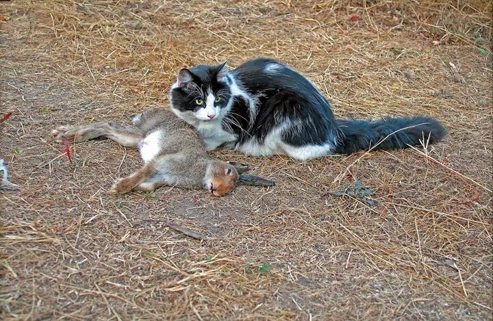 Догони кошку. Кошка с добычей. Кошка охотится на мышь. Котенок охотится. Поймать кота.