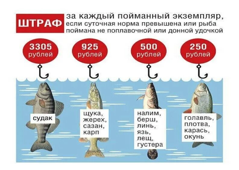 Норма вывоза рыбы в астраханской. Штрафы за рыбу 2025. штраф за ловлю рыбы. штрафы за незаконный лов рыбы. запрет ловли рыбы.