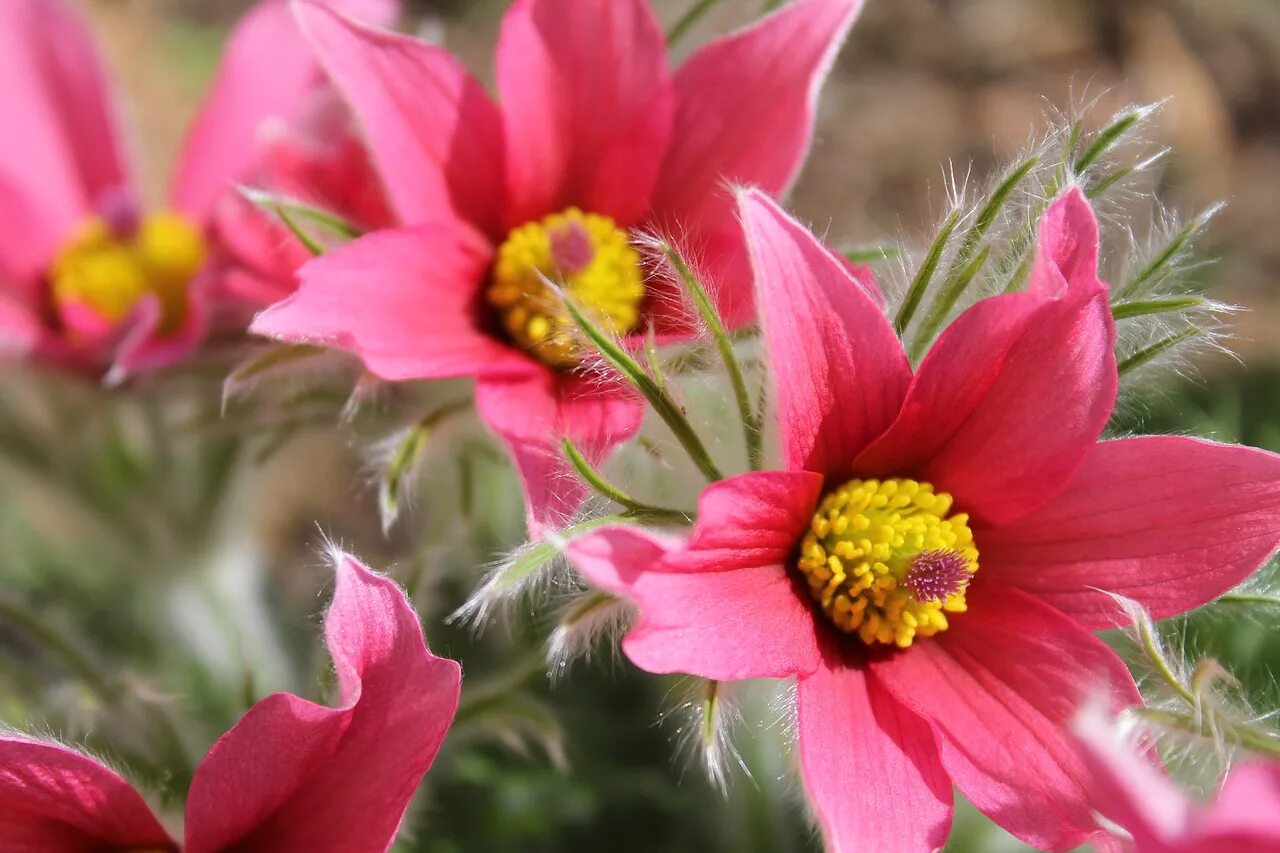 Прострел ред Беллс. Прострел обыкновенный Pulsatilla vulgaris rubra. Прострел обыкновенный (Pulsatilla vulgaris). Прострел / Пульсатилла обыкновенный. Цветы запри