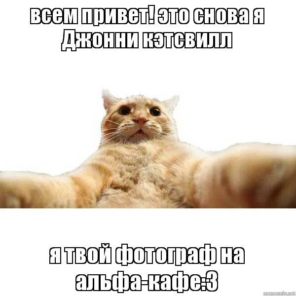 Джонни кэтсвилл. Кот джонни кэтсвилл. Привет всем любителям. Джонни кэтсвилл и собаки. Джонни кэтсвилл.