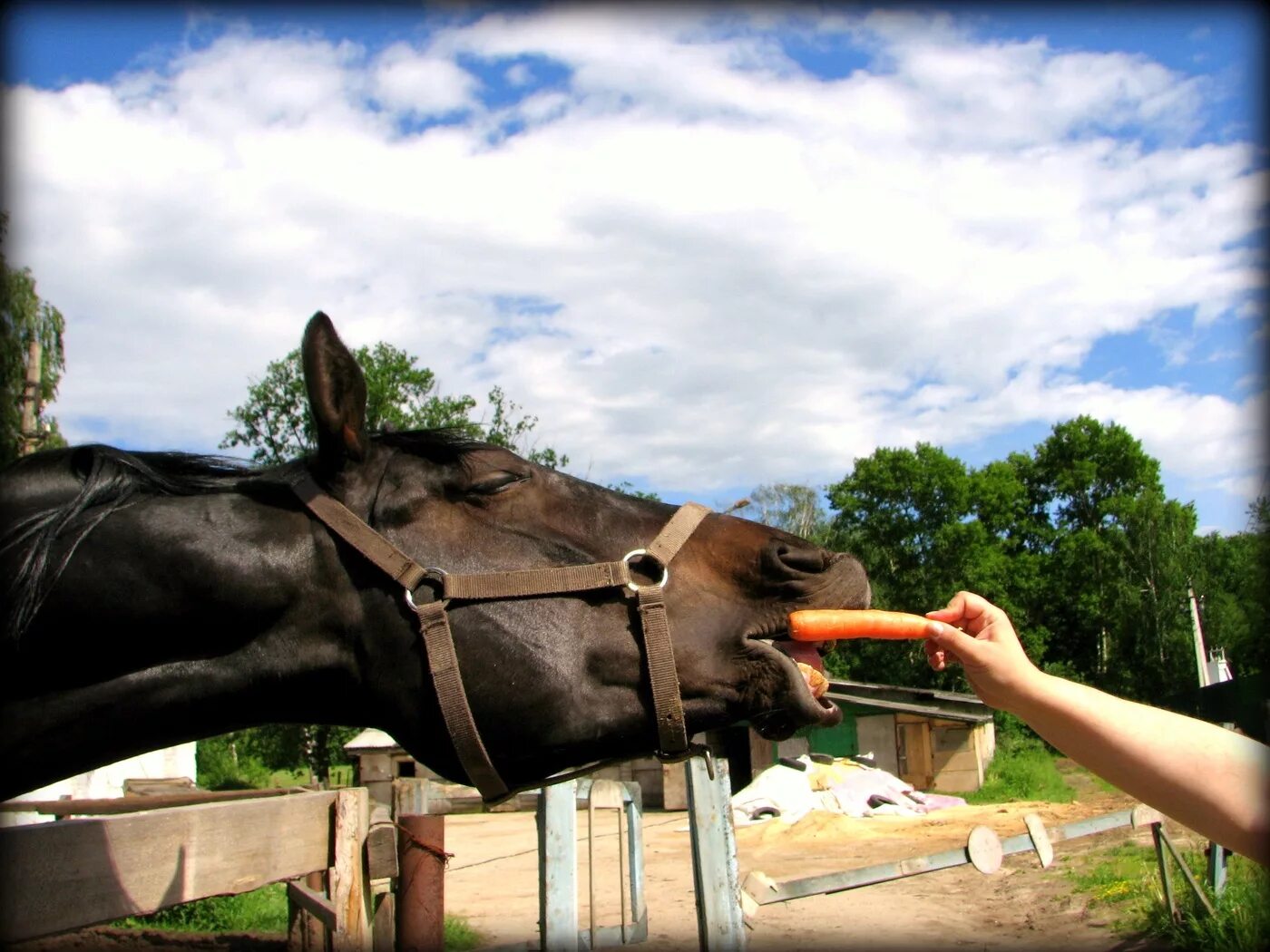 Лошадь ест морковку. Кормление лошадей. Угостить лошадь. Лошадь ест морковь. Лошадку навести навести