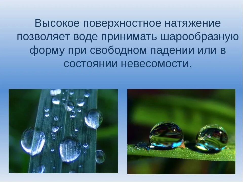 Поверхностное натяжение воды. Поверхностное натяжение жидкости. Поверхностное натяжение воды примеры. Высокое поверхностное натяжение воды.