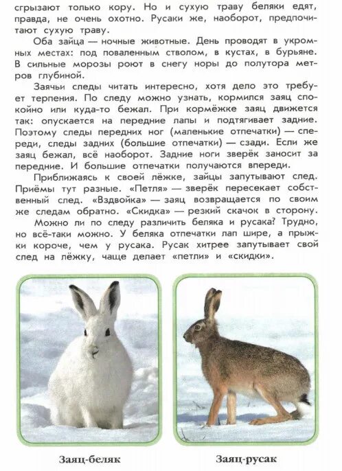 книга зеленые страницы заяц. рассказ беляк и русак из книги зеленые. зелёные страницы 2 беляк и русак. заяц описание животного. рассказ беляк и русак из книги зеленые.