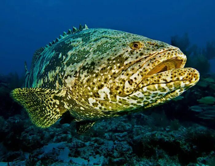 атлантический гигантский групер. групер белопятнистый. групер морской окунь. атлантический гигантский групер. групер голиаф.