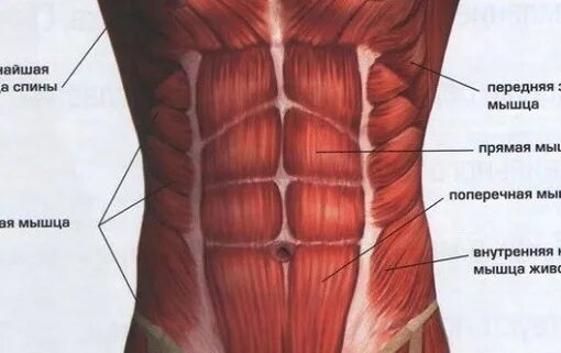 Сильно болит пресс. Мышцы живота схема. Анатомия брюшной полости человека мышцы. Мышцы живота анатомия с названиями. Косая мышца живота анатомия.
