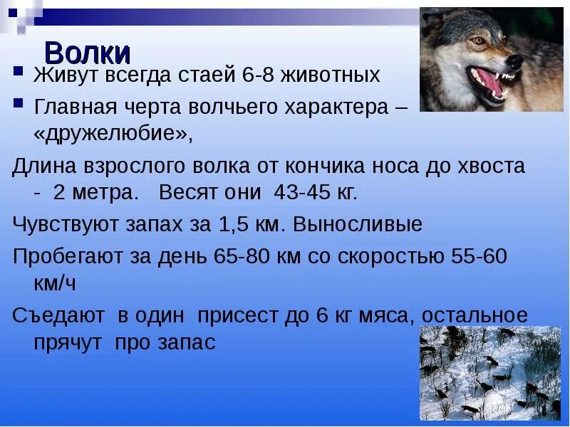 Волков сколько часов. Интересные факты о волках. Факты о волках для детей. Самое интересное о волке. Волк интересные факты для детей.