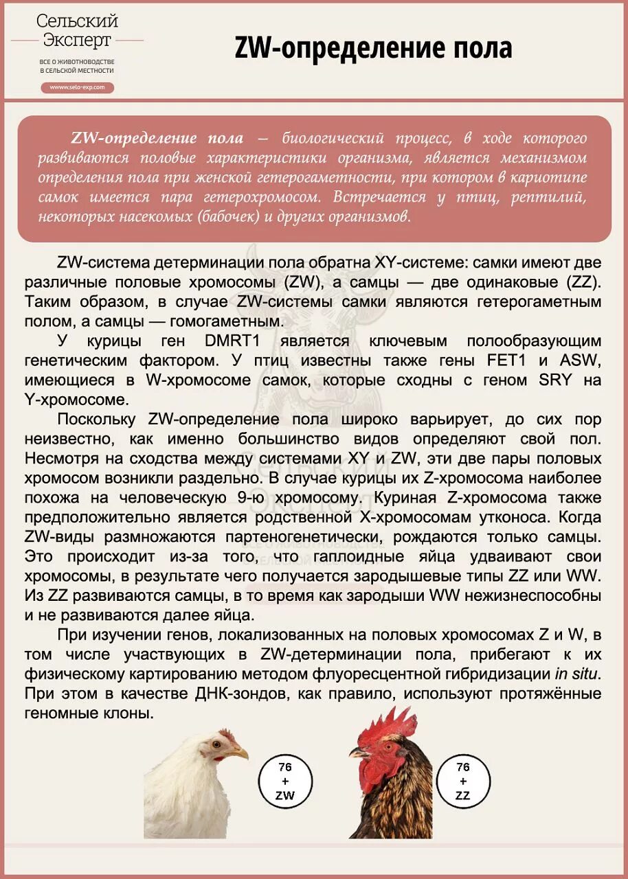 Куры как определить пол. Определение пола у цыплят. как отличить петушка от курочки у цыплят. определение пола у кур. как определить пол у цыплят суточных.