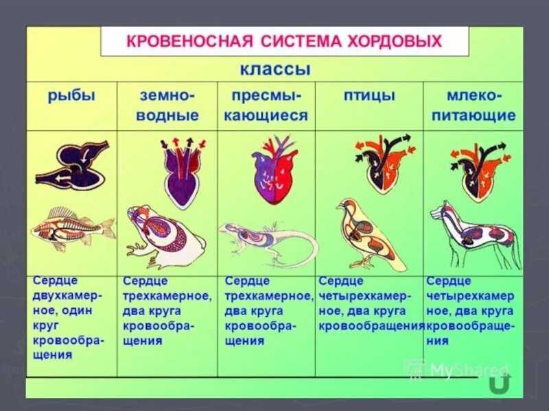 Выбери верные утверждения о кровеносной системе пресмыкающихся. Схемы кровеносносной системы позвоночных. эволюция кровеносной системы позвоночных животных. строение сердца хордовых. эволюция кровеносной системы позвоночных животных схема.
