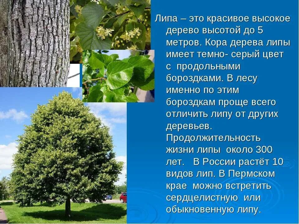 Характеристика слова дерево. Липа крупнолистная ареал. Деревья России липа. Липа Сибирская. Липа дерево описание.