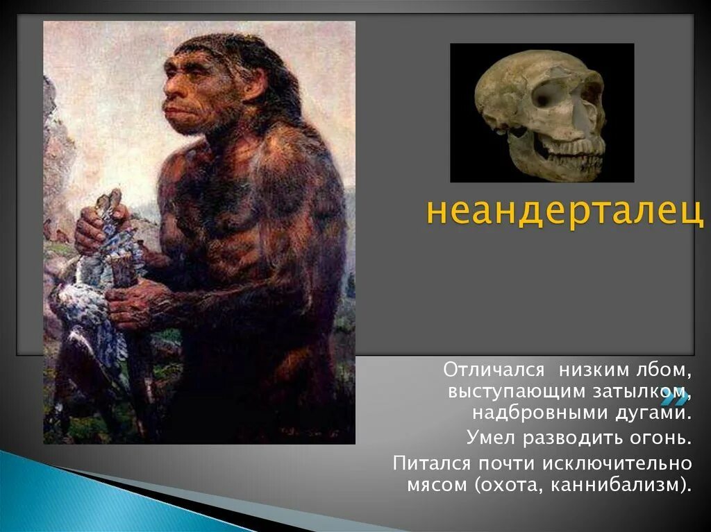 Появление неандертальцев. Homo sapiens и неандертальцы. Существование неандертальцев. Рост неандертальца. Неандерталец время существования.