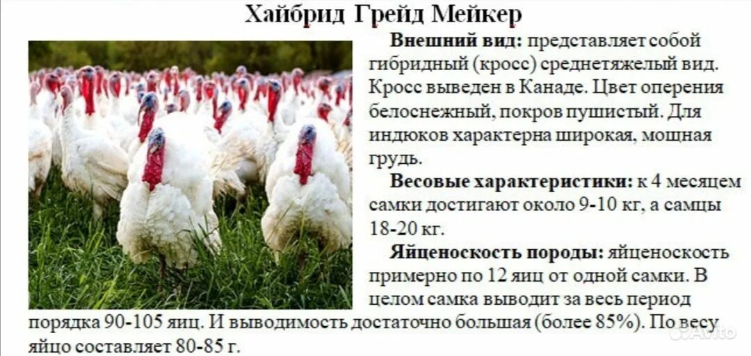 Грейд мейкер описание