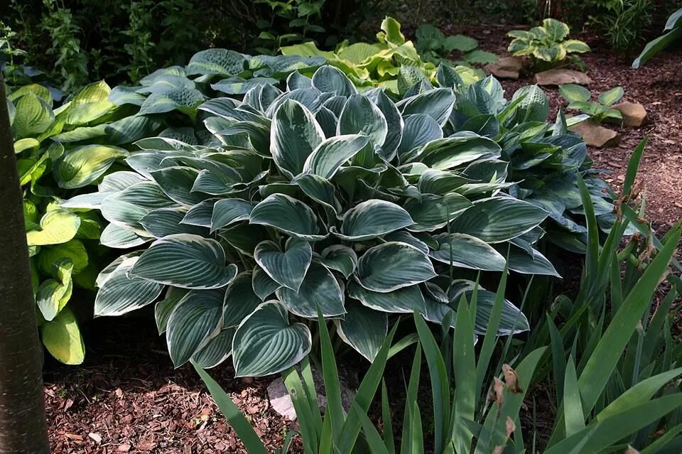 Хоста регал сплендор. Хоста том шмидт. Хоста том шмидт. Хоста гигантская. Хоста том шмидт.