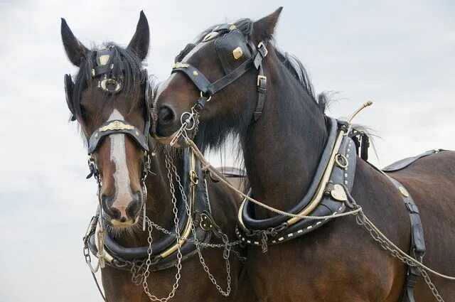 фотографии - Darley - конники - equestrian.ru