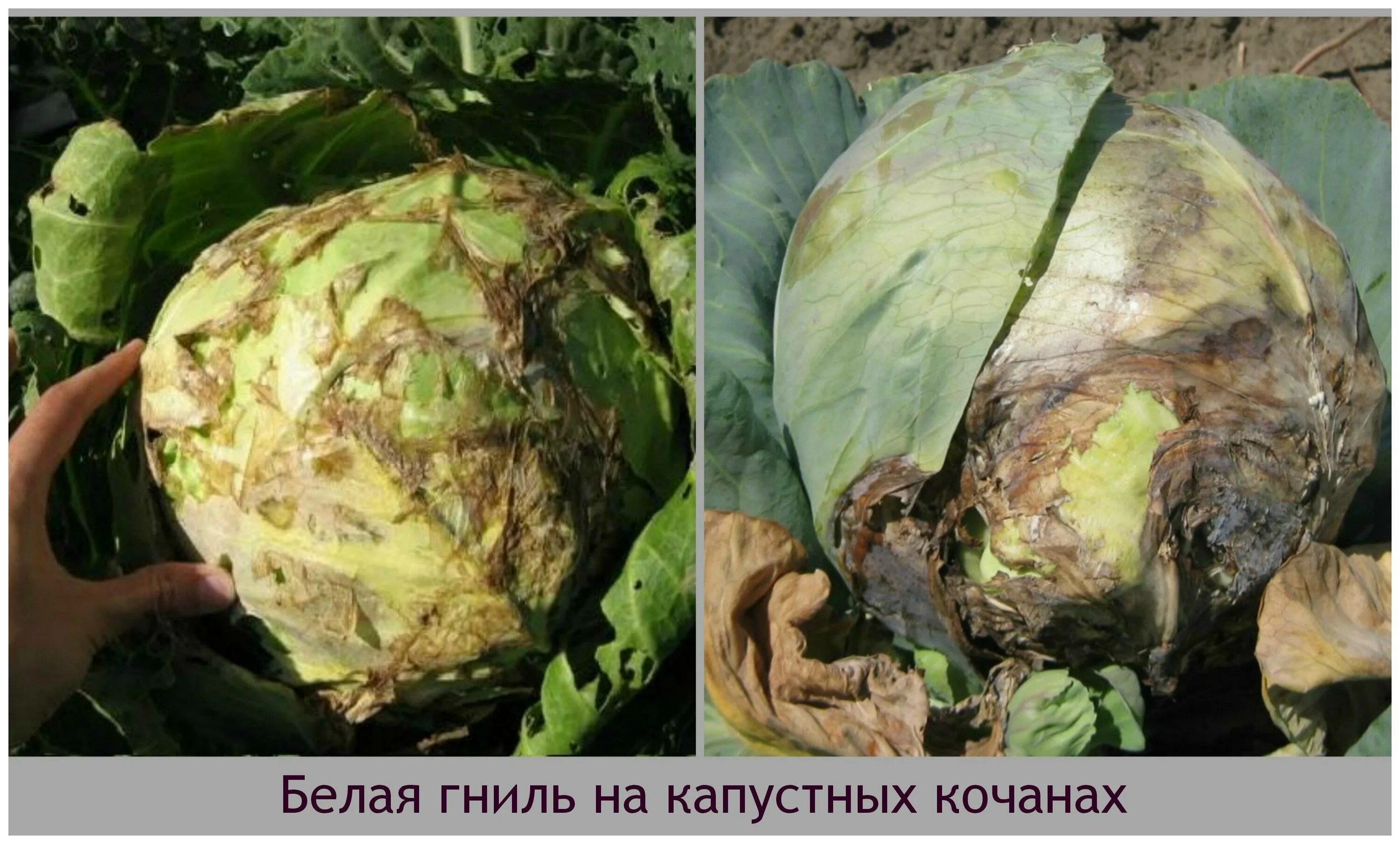 Плазмодиофора капустная. Капуста заболела килой. Слизистый бактериоз капусты. Фомоз капусты. Кила капусты фото описание.