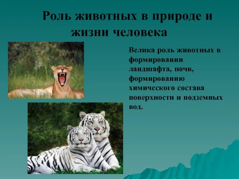 Как животные играют роль в человеке. Роль животных в природе. Роль животных в природе и жизни человека. Ролт животных в природе. Рольб животных в жиничеовека.