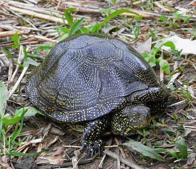 Болотная черепаха развитие. Европейская Болотная черепаха. Колхидская Болотная черепаха. Среднеазиатская Болотная черепаха. Европейская Болотная черепаха (Emys orbicularis).