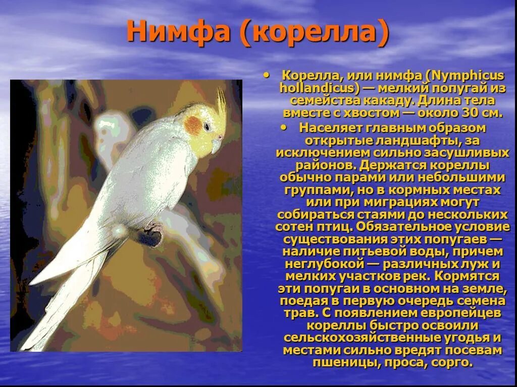 Корелла нимфа уход и содержание. Сообщение о попугае корелла. рассказ про попугая корелла. описание рассказ про попугая корелла. доклад про попугая кореллу.