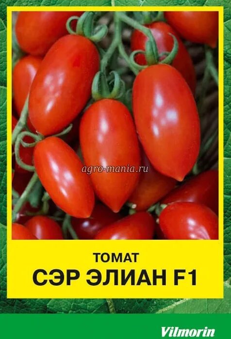 Томат сэр элиан f1. Томат эллиан. Томат сэр элиан характеристика. Томат сэр элиан характеристика. Сэр элиан томат описание.