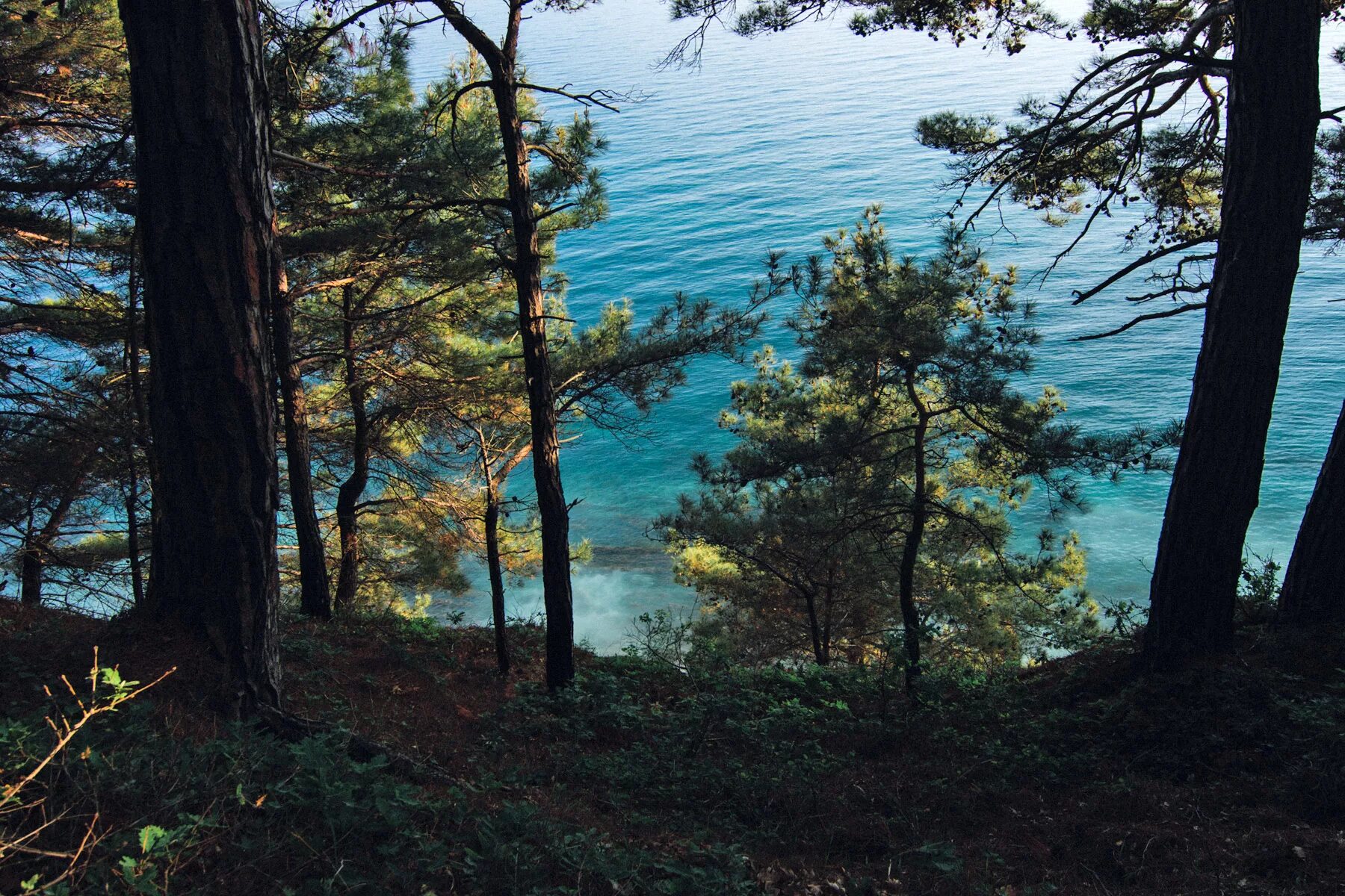 Самурский лес на берегу моря. Хорватия пицундская сосна и море. Берег моря. Тихий океан калифорния. Джанхот.