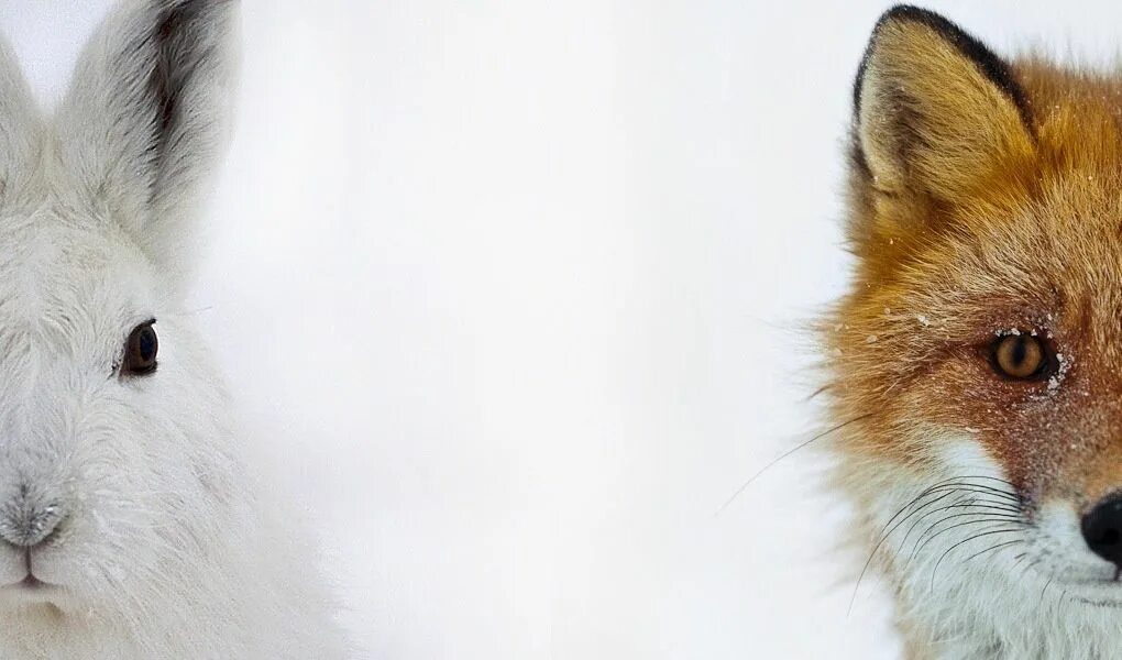 Сладков. Сказка про лису и зайца. Лиса с лисятами. Картина лиса и заяц. Лиса м заяц.