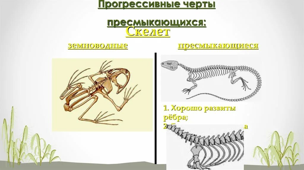 Отделы тела пресмыкающихся и млекопитающих. Сравнить скелет земноводных и пресмыкающихся. Скелет амфибий и рептилий. Сравнение скелета амфибий и рептилий. Скелет земноводных и пресмыуаюших.