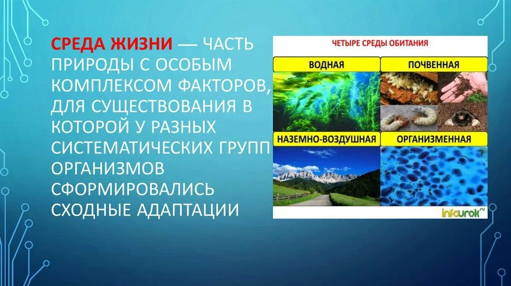 Среды жизни. Понятие среда жизни. Основные среды жизни. Водная среда жизни. Среды жизни 9 класс биология