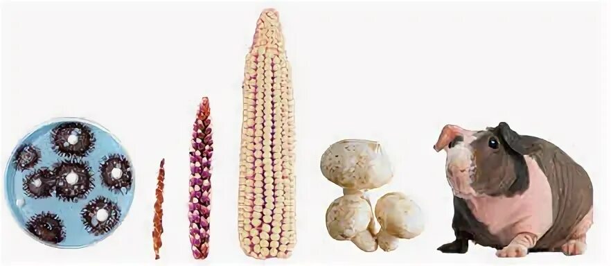 Штамм микроорганизмов это. Штаммы микроорганизмов примеры. Биотехнология в ветеринарии. Создание штаммов микроорганизмов. Новые штаммы микроорганизмов и породы животных.