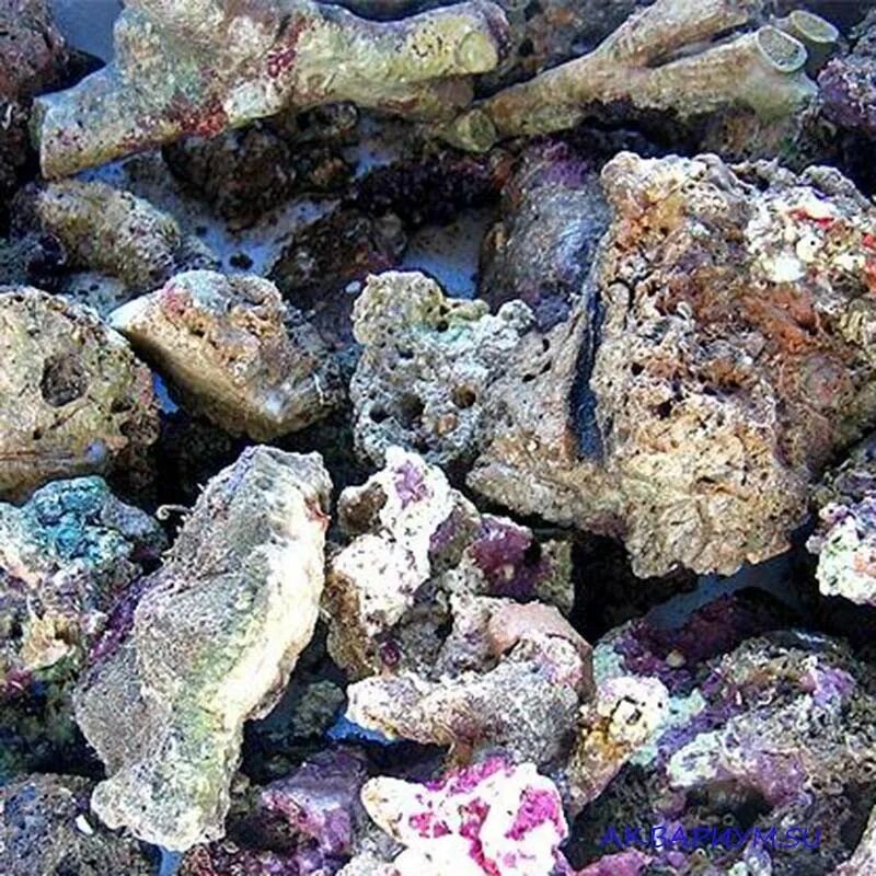 Живые камни для морского аквариума. Морской аквариум камни. Рифовый камень в аквариуме.
