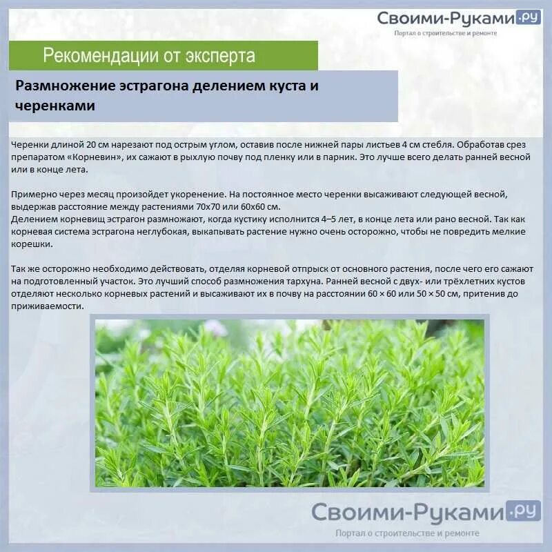 Тархун польза. Тархун эстрагон куст. эстрагон размножение. тархун размножение черенками. трава тархун размножение.