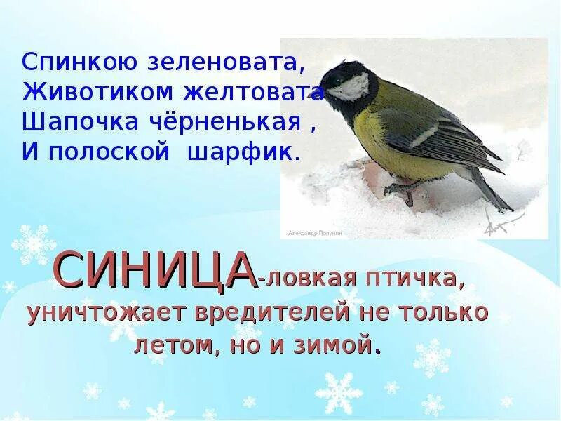 Синица информация