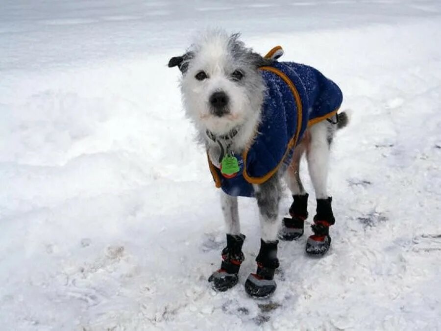 реагенты собак