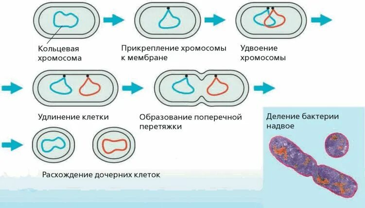 Механизм бинарного деления бактериальной клетки. Этапы деления клеток прокариот. Деление прокариотической клетки механизм. Деление клеток прокариот