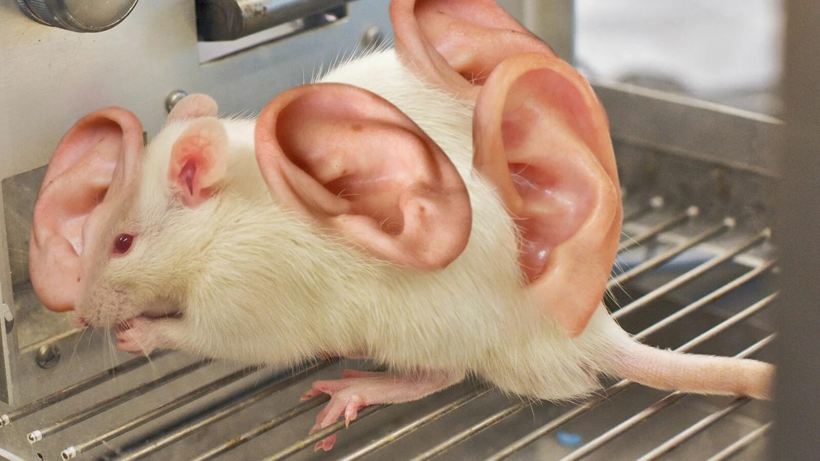 Mouse ear. Мышь вблизи. Домовая мышь фото. Полевая мышь полевка. Мышь малютка полевка.