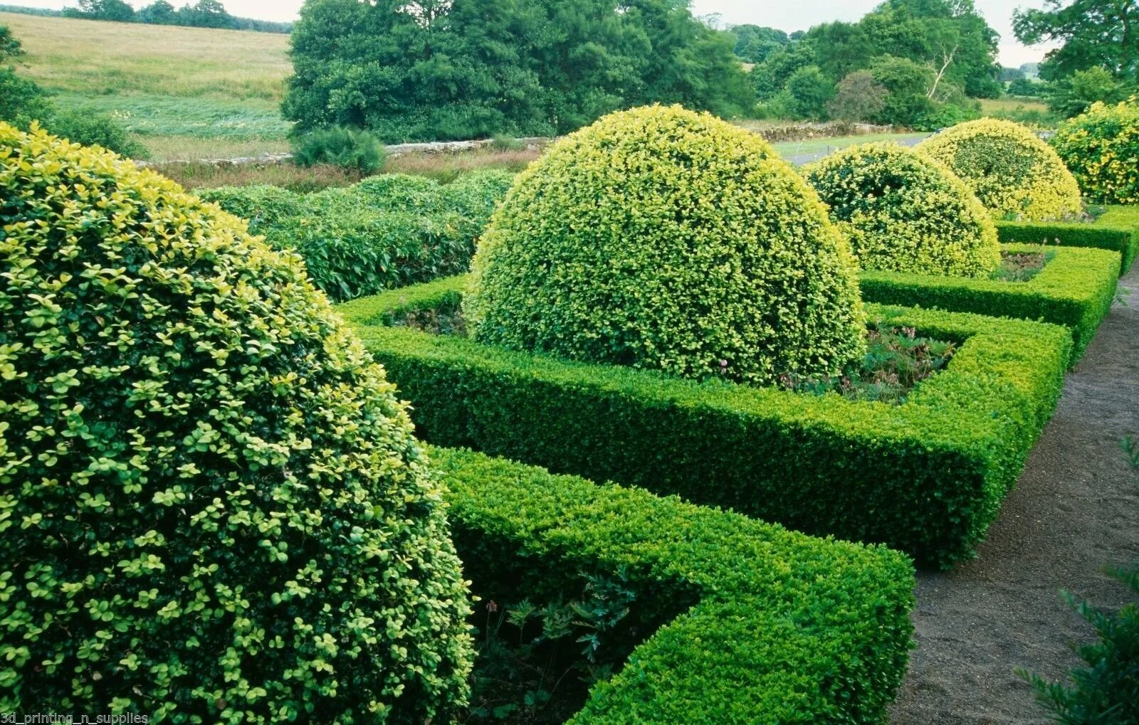 Самшит Буксус. Вечнозеленый кустарник самшит. Самшит вечнозеленый Buxus sempervirens. Буксус (самшит) куст.