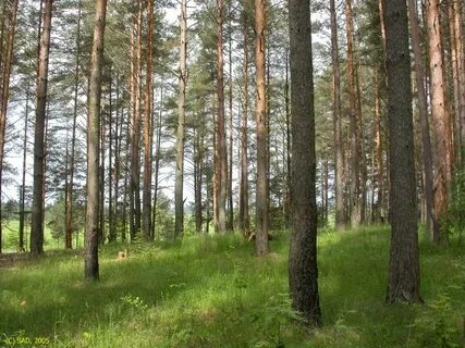 Русский лес удомля