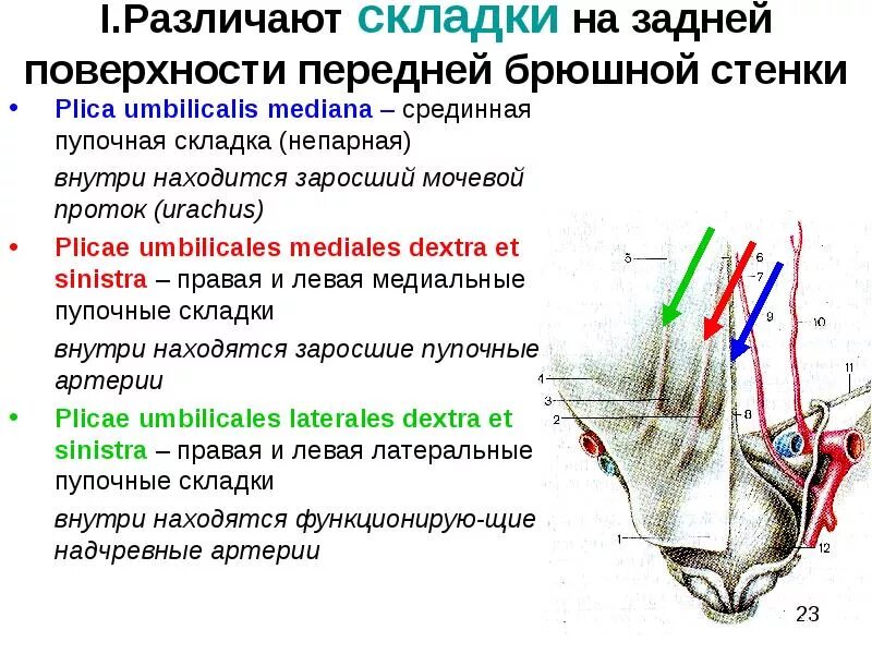 Латеральный значение