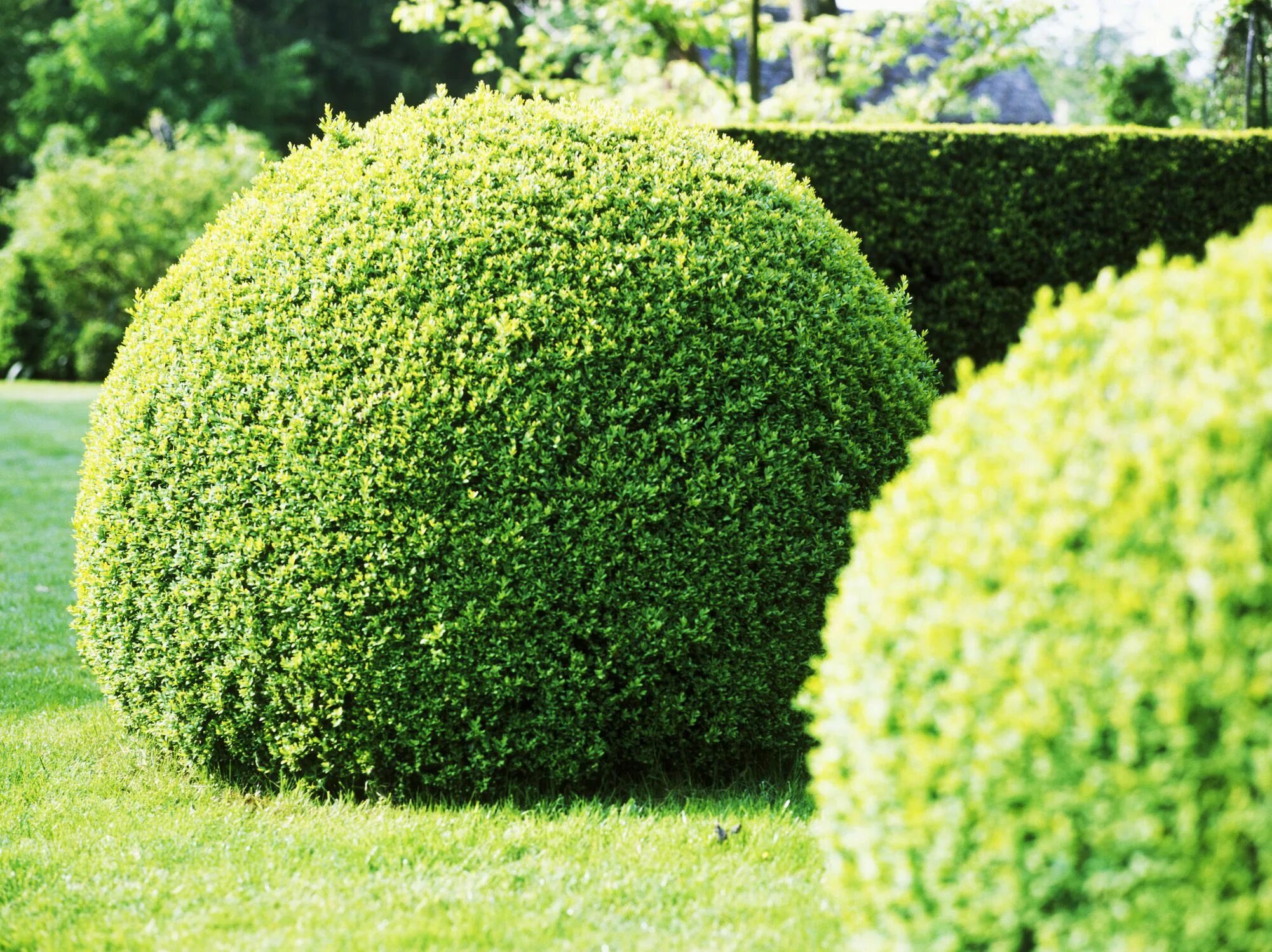 Самшит buxus. Самшит дерево. Самшит вечнозеленый buxus sempervirens. Самшит buxus. Диаметр самшита.