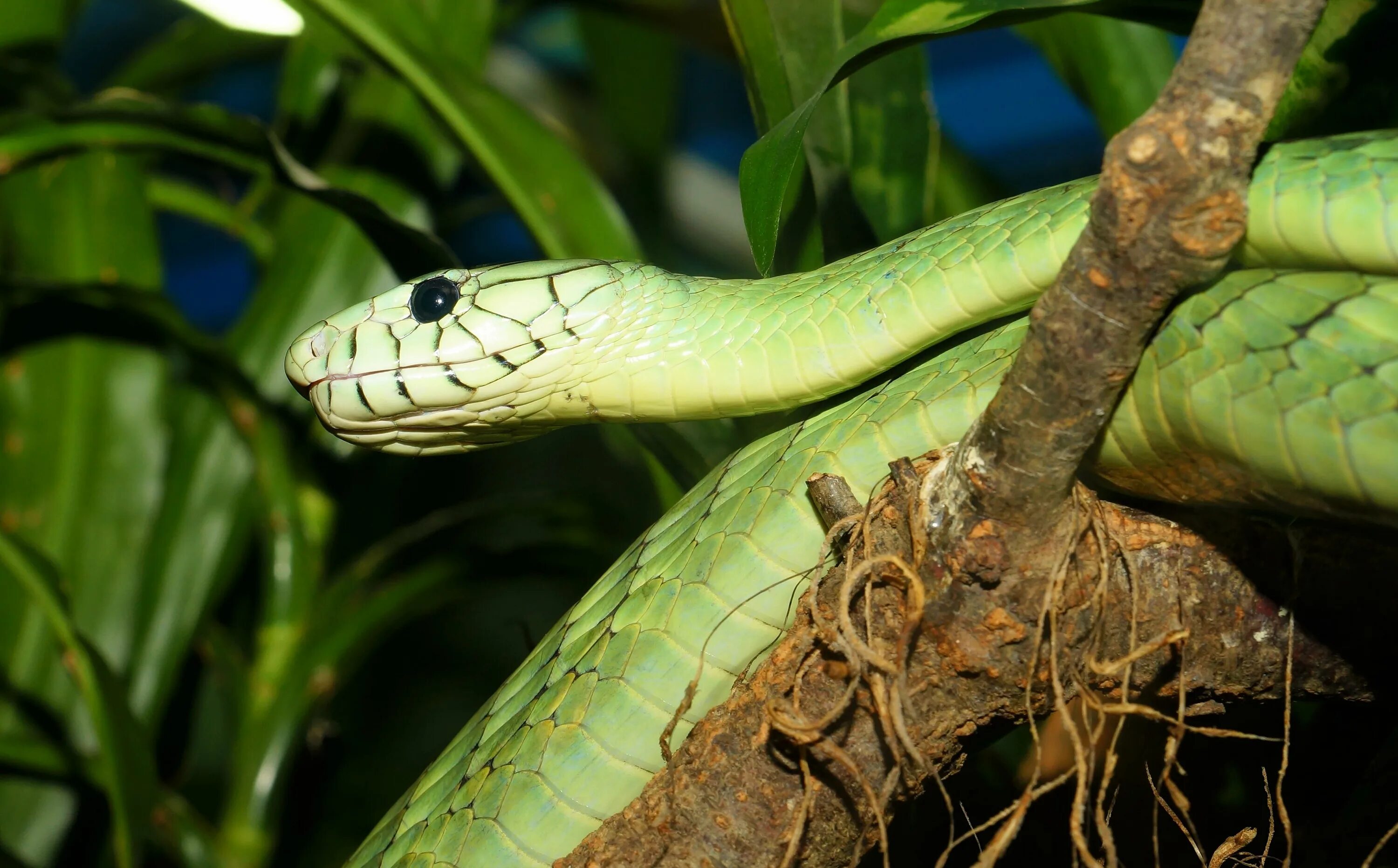 Snakes are dangerous. Зелёная мамба змея. Хризопелея змея. Мамба – древесная змея. Chrysopelea Paradisi змея.