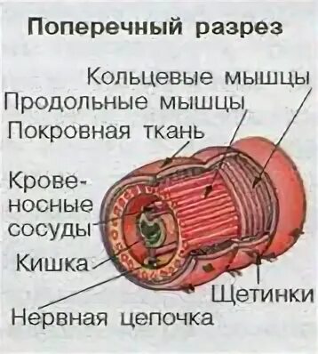 Какие мышцы видны на поперечном разрезе червя