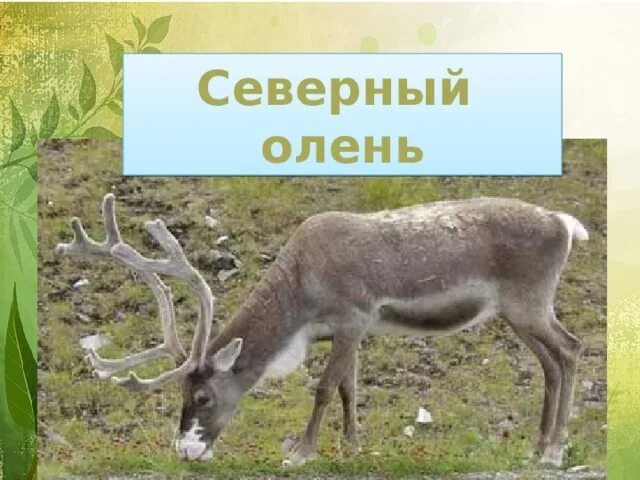 Северный олень внесен в красную книгу. Северный олень красная книга. северный олень свердловской области. краснокнижные северные олени. северный олень из красной книги.