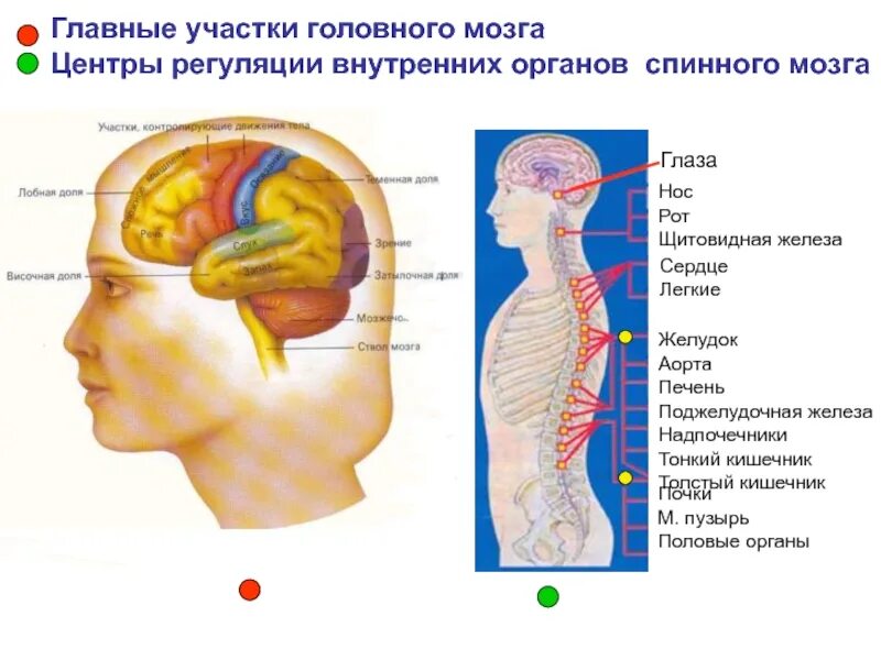 Центр мозга и тела. Участки головного мозга. Внутренние органы головы.