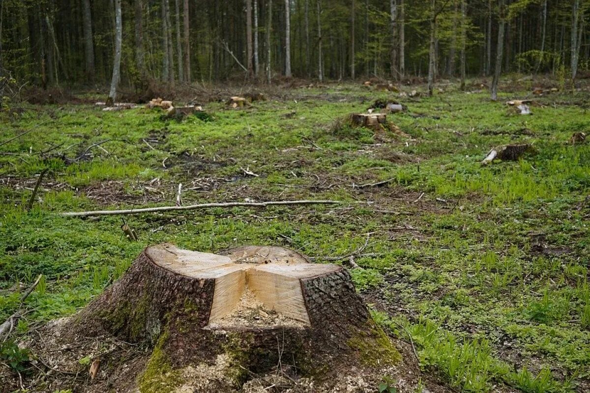Вырубка лесов в сибири. Вырубка лесов. Вырубка леса. Рубка леса. Тайга лесозаготовки.